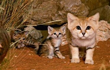 Another reason is because little is known about the sand cat, specifically because. Petting a sickness: How disease-free are UAE's cats and ...