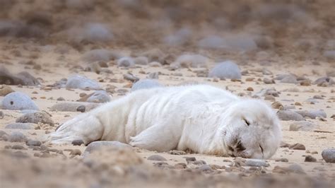 When Can You See Seal Puppies Norfolk