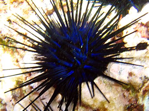 Blue Black Urchin Echinothrix Diadema Sea Urchins