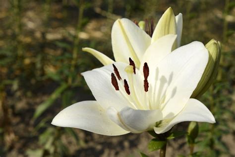 872210 4k 5k 6k Closeup Lilies White Rare Gallery Hd Wallpapers