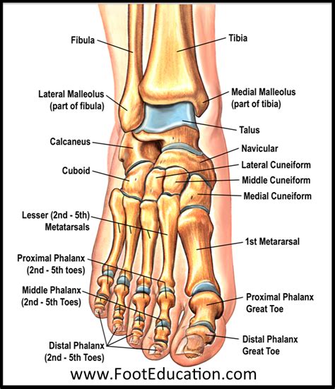 Big Toe Joint Anatomy