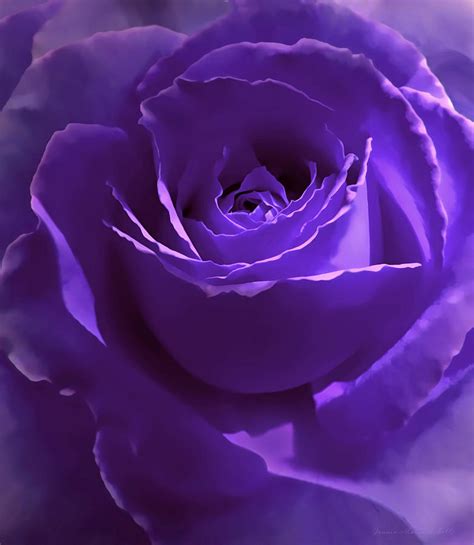 Purple Rose Flower Backgrounds