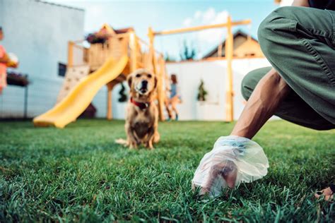 Importance Of Cleaning Up Your Dogs Poop And The Benefits Of Waste Bags