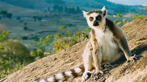 Island Of Lemurs Madagascar 2014 Mubi