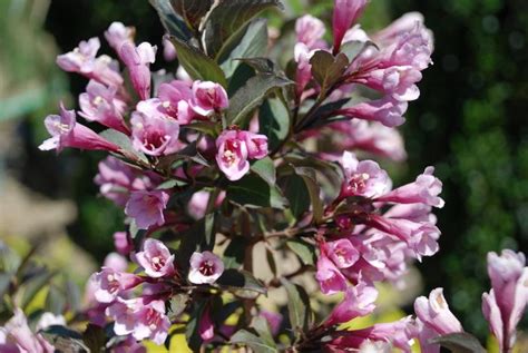 We did not find results for: Weigela florida Java Red - Hess Landscape Nursery ...