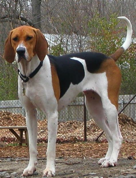 Treeing Walker Coonhound Dog Breed Information Artofit
