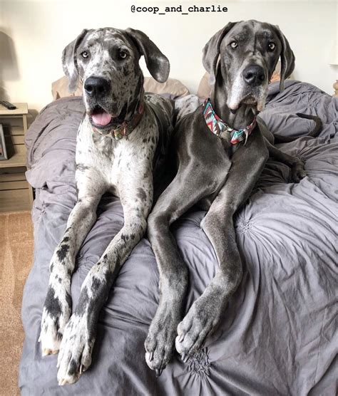 Check spelling or type a new query. Pin by Sarah Davies on Great Danes | Great dane, Harlequin ...