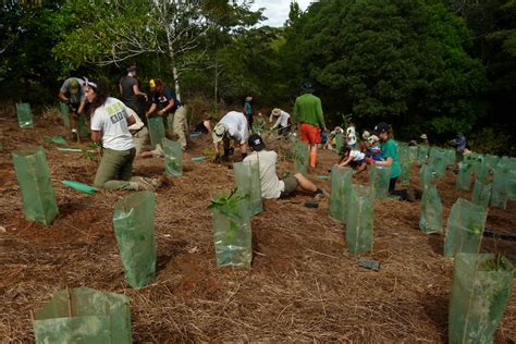Regenerating Rainforest On Centre Property The School For Field Studies