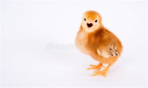 Baby Chick Newborn Farm Chicken Standing Rhode Island Red Stock Foto