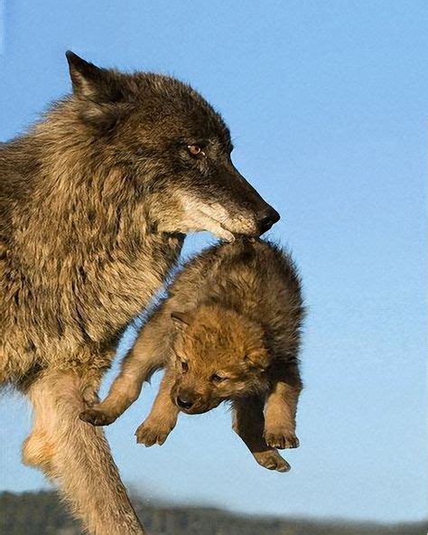 Pin Di Hannah Su King Wolf Cuccioli Di Lupo Cuccioli Di Animale Animali