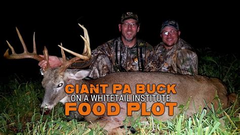 Giant Pa Buck On A Whitetail Institute Food Plot Youtube