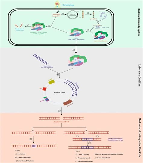 Mechanism Of Crispr Cas9 System With Its Uses In This Figure The Step