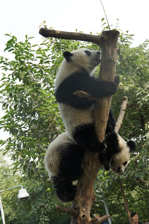 Love Panda Vacation Chengdu Panda Base 2