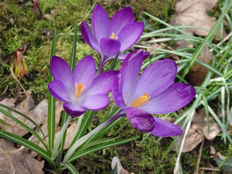Violette Krokusse Schöne Farbtupfer Im Garten Foto And Bild Pflanzen