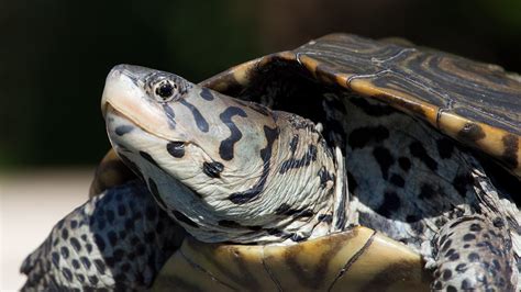 Saving Terrapins From Drowning In Crab Traps Cool Green Science