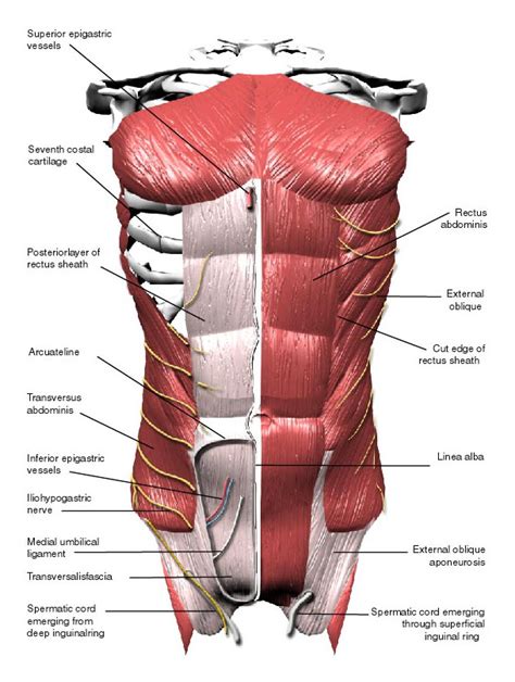 Abdominal Muscles Labeled Eccles Health Sciences Library J