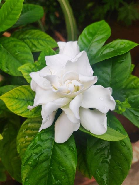 These are also not much demanding and thrive on neglect after maturity. Arabian Jasmine in 2020 | Arabian jasmine, Flowers, Arabians