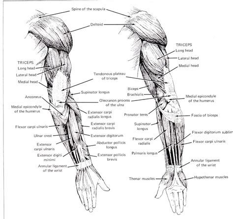 In these arms, most muscles are inconspicuous because they are covered by a subcutaneous layer of fatty tissue, softening the surface form. Arm Muscles (Posterior View) | Human anatomy drawing ...