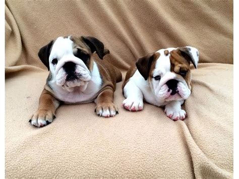 For dog people by liz coleman. English Bulldog Puppies for adoption - Animals - Arthurdale - West Virginia - announcement-36939