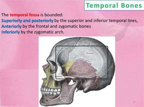 Ppt Skull Powerpoint Presentation Id2282711