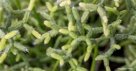 Rhipsalis cereuscula plants are super easy to care for. Learn Rhipsalis Cereuscula Growing and Care Tips