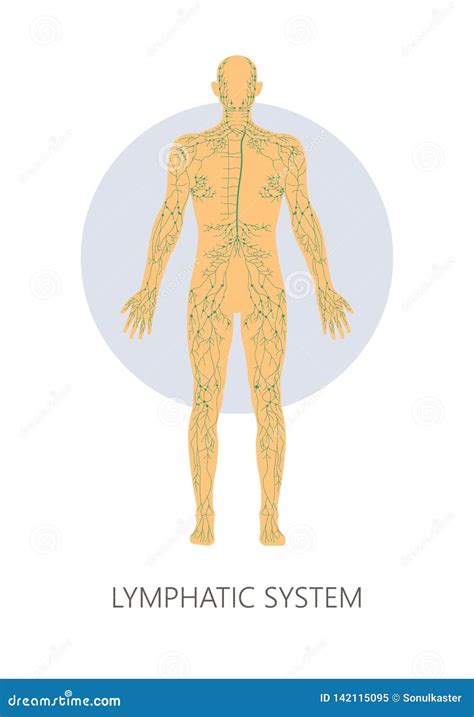 Lymphatic System Isolated Anatomical Structure Medicine And Healthcare