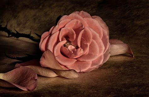Vintage Rose Rose Love Beauty Pink Vintage Hd Wallpaper Peakpx