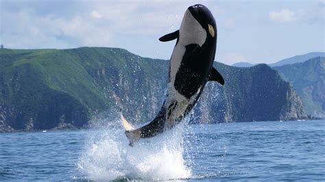 Killer Whales Wallpapers High Quality Download Free