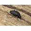 How To Get Rid Of Small Black Bugs With Hard Shell In House 