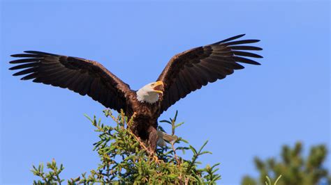 10 Facts About Bald Eagles You Probably Didnt Know Sunset Country