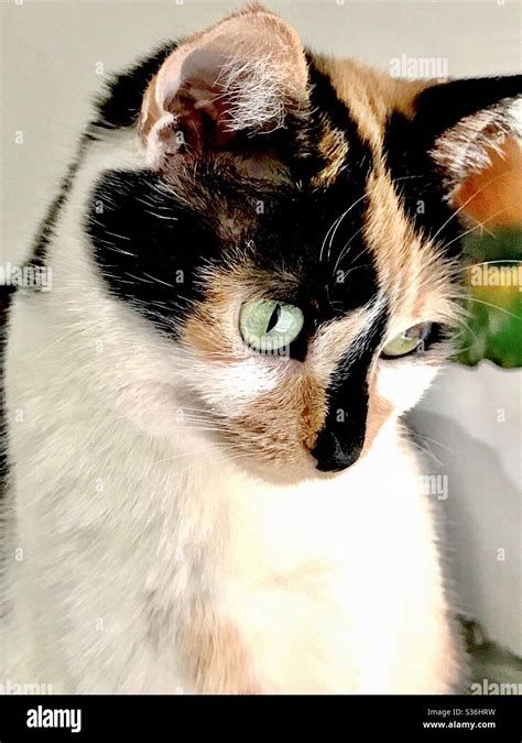 Portrait Of Beautiful Indoor Companion Pet Spayed Female Calico Cat