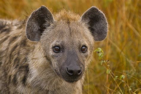Spotted Hyena Crocuta Crocuta Img07575 Reflection Of Veh Flickr