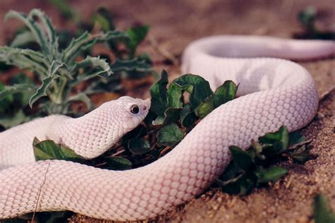 When shopping for a pet hognose snake, what you want is a cbb — captive bred and born. kingsnake.com photo gallery > Hognose Snakes > White Snake 2