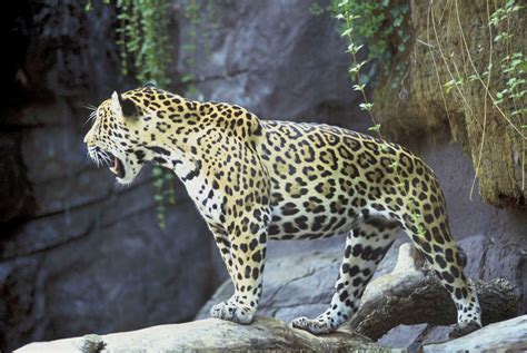 Free Photo Jaguar Roar Animal Fast Fierce Free Download Jooinn