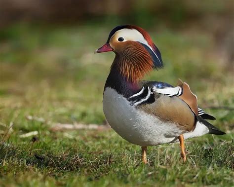 Mandarin Duck Facts Diet Habitat And Pictures On Animaliabio