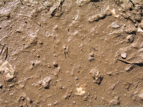 Free Photo Mud Dirt Footprints Rain Free Download Jooinn