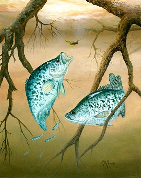 Crappie Painting At Explore Collection Of Crappie