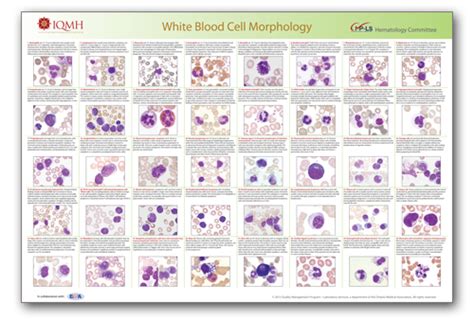 Cell Morphology Chart A Visual Reference Of Charts Chart Master