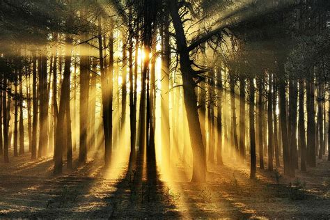 Hd Wallpaper Forest Trees Blocking Sun Rays Silhouette Of Trees