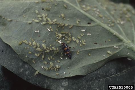 Fungus gnats are almost always an indication of moist conditions in your grow room, and usually occur when cannabis plants as fungal spores are around us everywhere pretty much all the time, all gnats need are wet conditions and organic matter to appear. green peach aphid (Myzus persicae ) on pepper (Capsicum ...