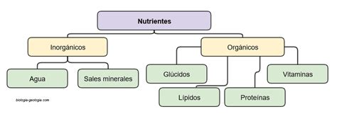 Salud Y NutriciÓn Tipos De Nutrientes GlÚcidos Y LÍpidos