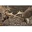 Two Deer Cervidae Fighting With Antlers Photograph By John Short