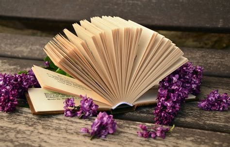 картинки книга читать открытый цветок пурпурный лепесток старый