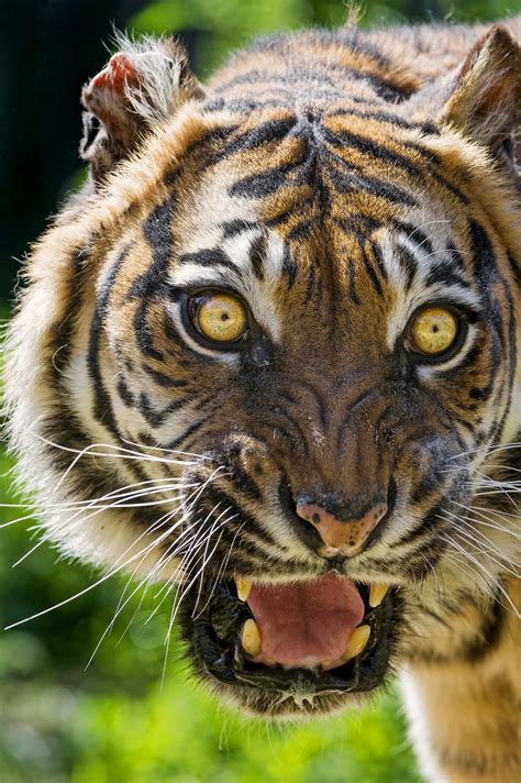 Sumatran Tigress Looking Scary By Tambako The Jaguar Wild Cats Cats