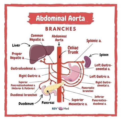 Abdominal Aorta Surgery