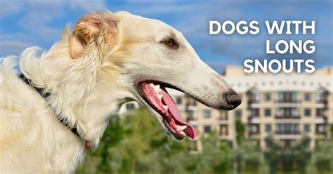 Long Nose Dogs 15 Dog Breeds With Long Snouts Puplore