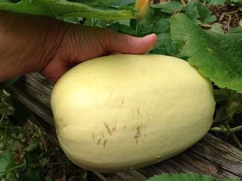 If you prefer, sprinkle grated cheese. Ripening Of Spaghetti Squash - Tips On How To Ripen Green ...