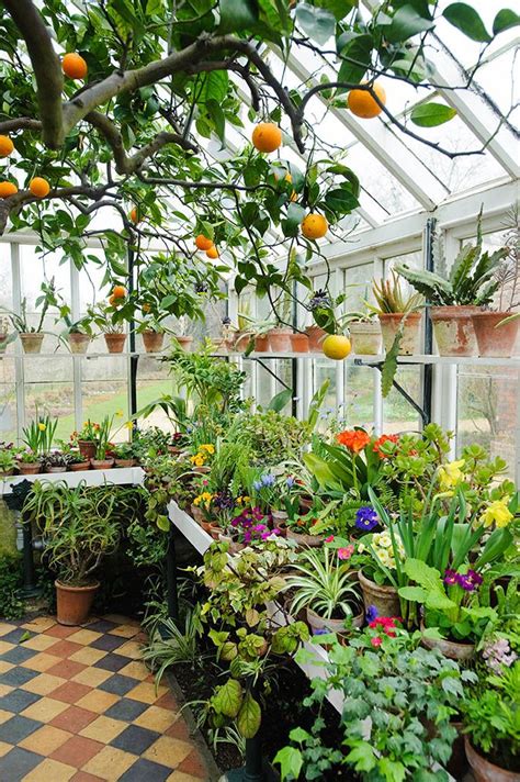 Conservatory In Spring With Orange Tree And Wide Range Of Flowering And
