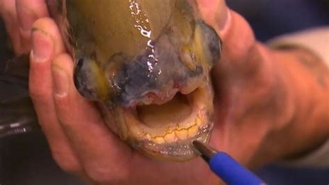 Fish With Teeth Makes For A Scary Catch Video Abc News