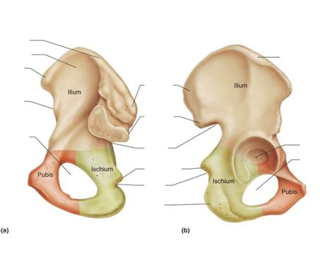 Game Statistics - Hip Bone Anatomy
